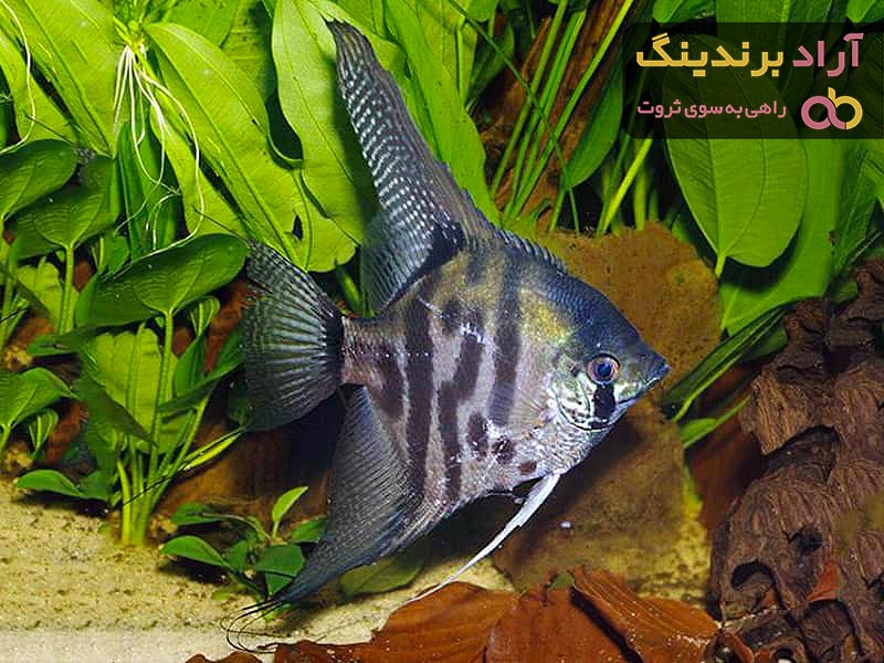 خرید ماهی آنجل مونو  + بهترین قیمت