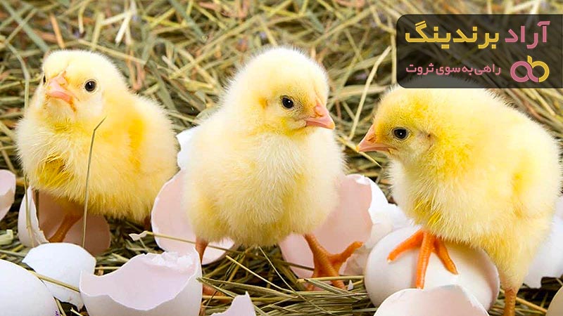 مرجع قیمت انواع جوجه یک روزه + خرید ارزان