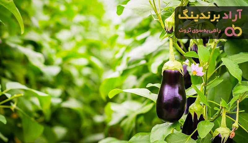 معرفی انواع بادمجان خوشمزه + قیمت خرید روز