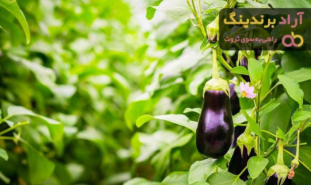 معرفی انواع بادمجان خوشمزه + قیمت خرید روز