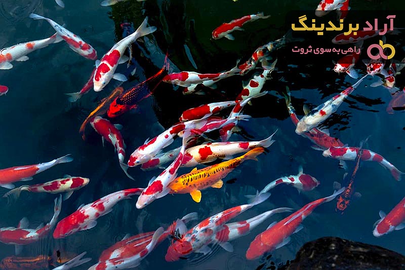 آشنایی با ماهی کوی + قیمت استثنایی خرید ماهی کوی