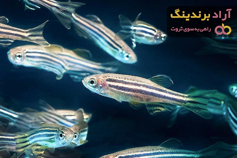 قیمت خرید ماهی زبرا گوشتخوار + عکس