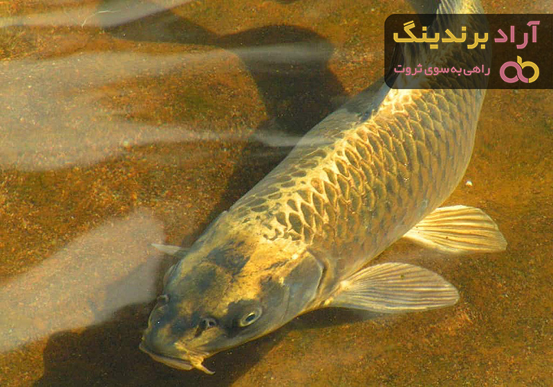 قیمت و خرید ماهی کپور صید معمولی + فروش ارزان