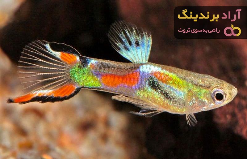 ماهی گوپی | خرید انواع ماهی گوپی در کیفیت های مختلف