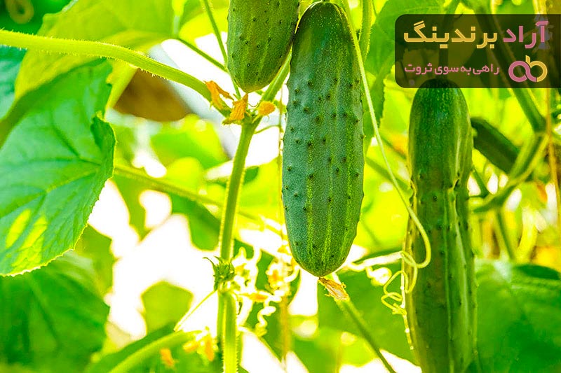 خرید و لیست قیمت خیار خاردار با بهترین کیفیت