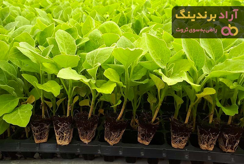 قیمت خرید نشاء بادمجان قلمی + طرز تهیه