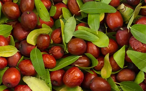 عناب چیست؟ + قیمت خرید عناب