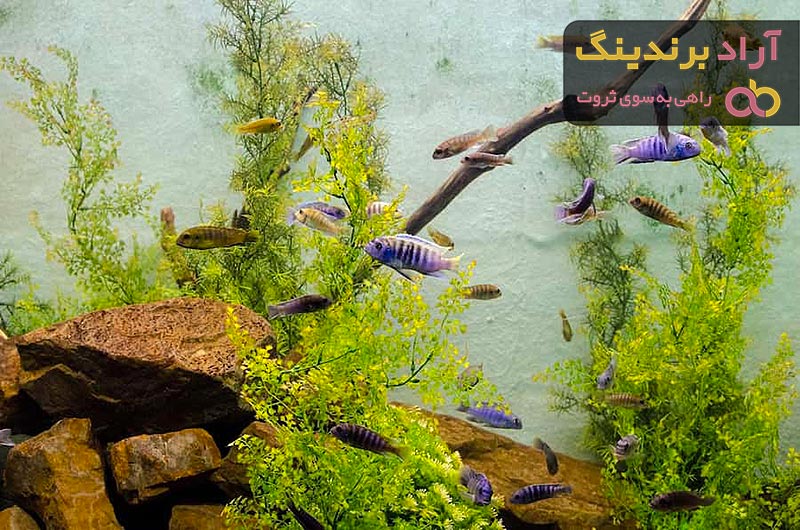 قیمت خرید ماهی آکواریومی گیاه خوار + عکس