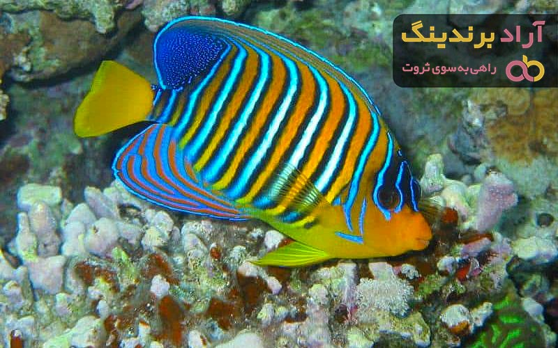 قیمت خرید ماهی آنجل گوشتخوار + عکس