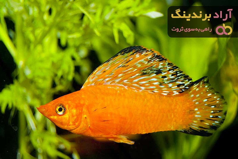 خرید بهترین انواع ماهی مولی  با قیمت ارزان