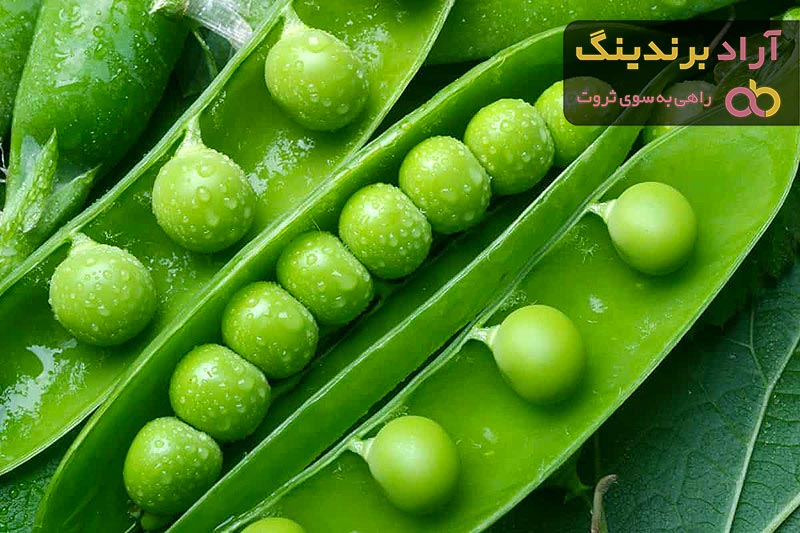 بهترین قیمت خرید نخود فرنگی خام در همه جا ساری مشهد شیراز تهران