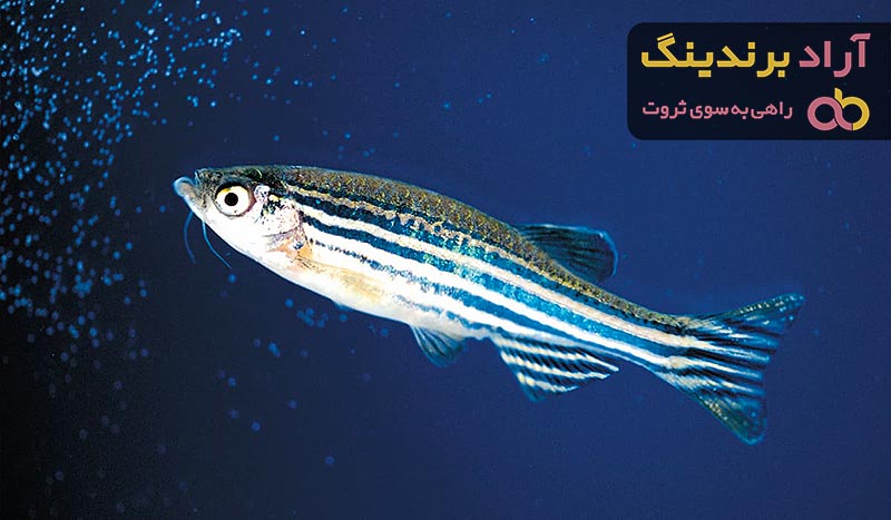 خرید و قیمت ماهی زبرا باله بلند