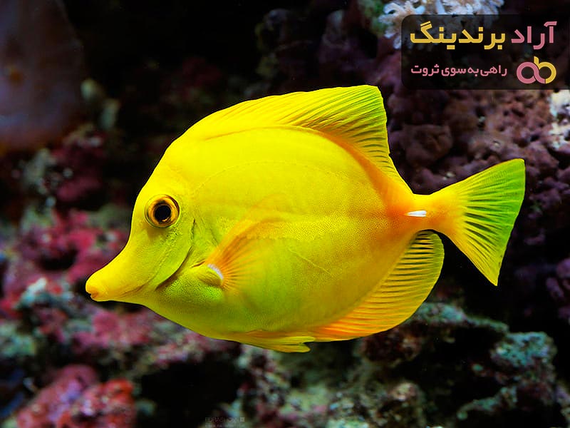 قیمت خرید ماهی زینتی گیاه خوار + مشخصات، عمده ارزان