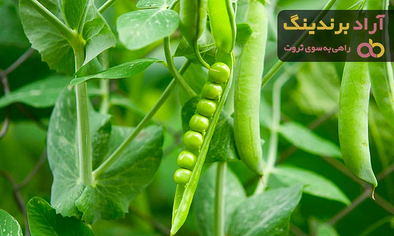 قیمت نخود فرنگی پخته + مشخصات بسته بندی عمده و ارزان