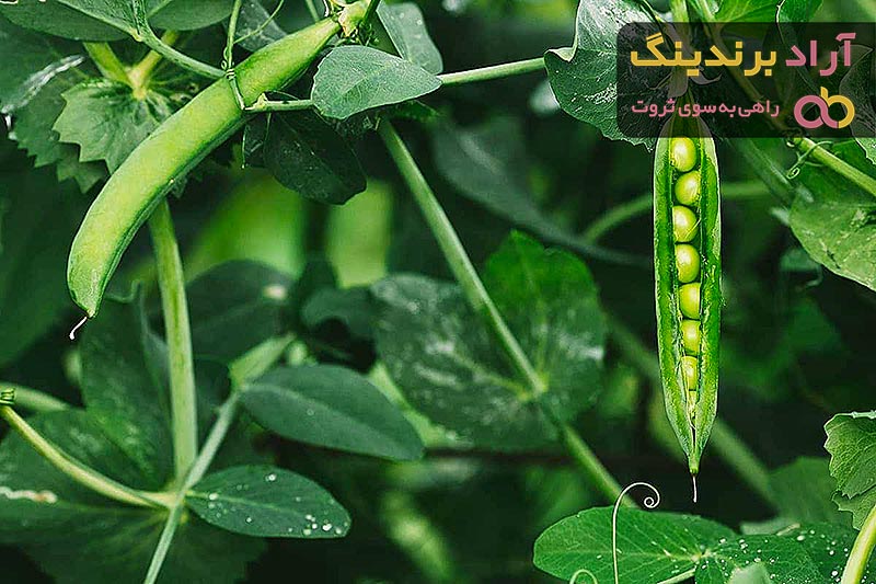 خاصیت نخود فرنگی + قیمت خرید