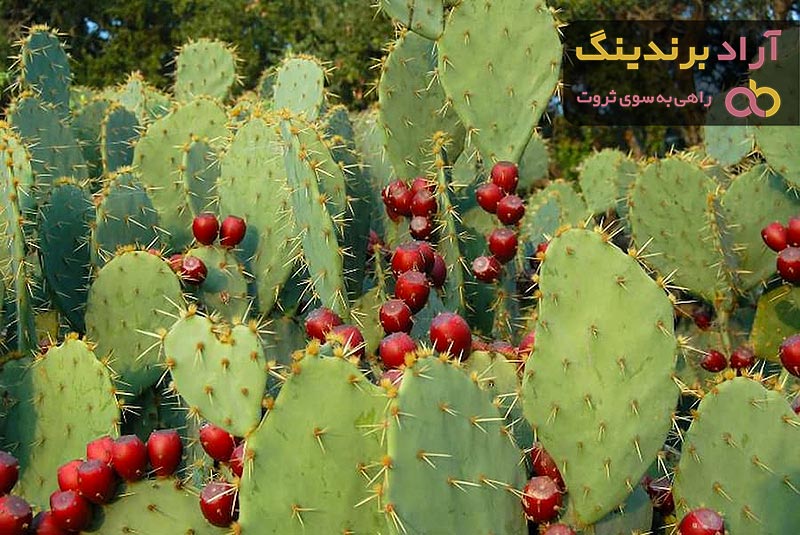 معرفی میوه کاکتوس آپارتمانی + بهترین قیمت خرید