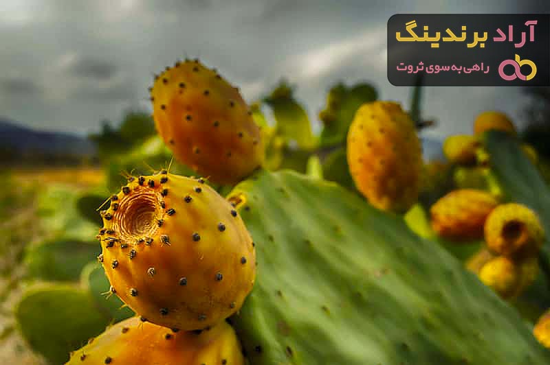میوه کاکتوس گلابی خاردار + بهترین قیمت خرید