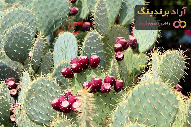 آشنایی با گلابی خاردار + قیمت استثنایی خرید گلابی خاردار