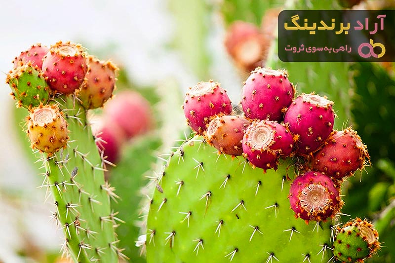 قیمت گلابی خاردار + خرید و فروش گلابی خاردار عمده