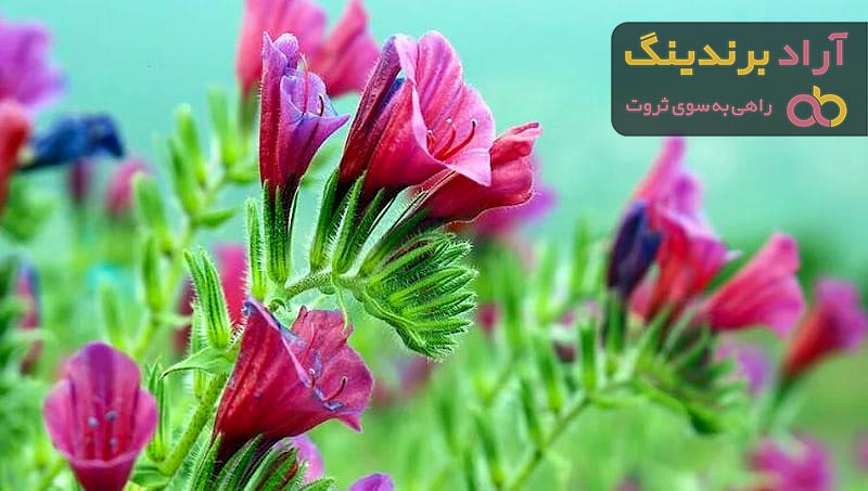 بهترین گل گاوزبان وحشی + قیمت خرید عالی