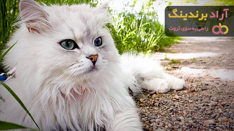 قیمت خرید گربه پرشین کلاسیک + عکس