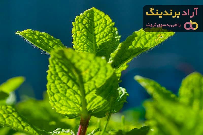 قیمت خرید عرق نعنا اصالت + طرز تهیه