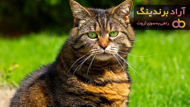 خرید بهترین انواع گربه پرشین با قیمت ارزان