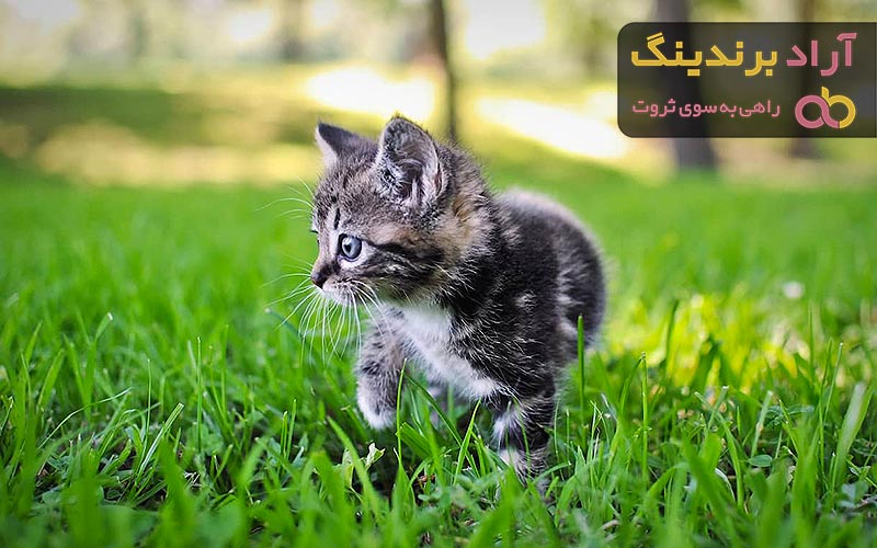 قیمت گربه پرشین سایز کوچک 4 رنگ سیاه سفید، طوسی قهوه ای