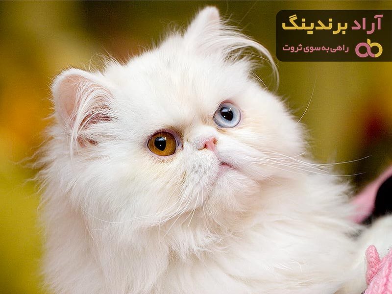 معرفی گربه پرشین عروسکی + بهترین قیمت خرید