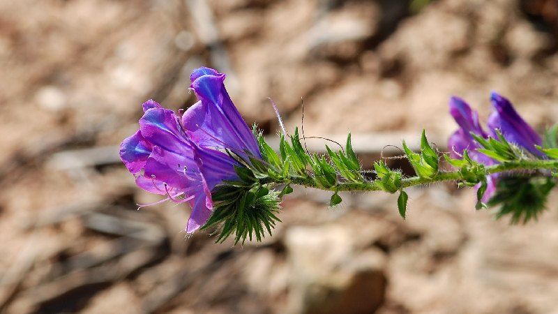خرید بهترین انواع گل گاوزبان 200 گرمی با قیمت ارزان