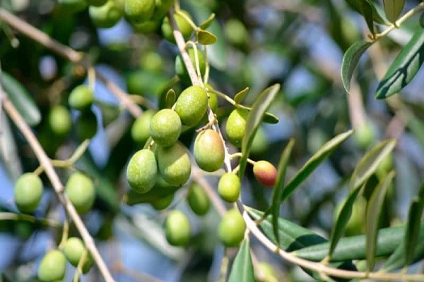 خرید و لیست قیمت دانه زیتون با بهترین کیفیت