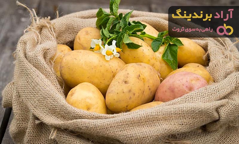 قیمت خرید سیب زمینی عمده + فروش در تجارت و صادرات