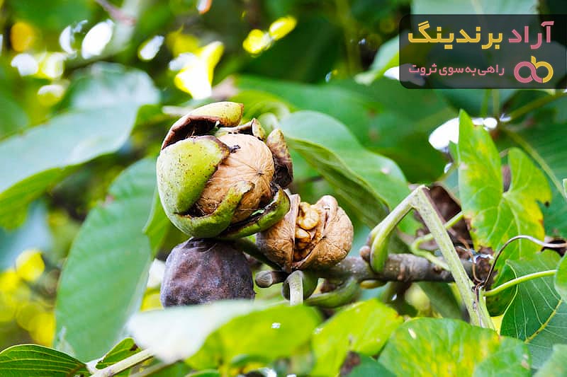 خرید و قیمت انواع گردو خوشه ای محلی