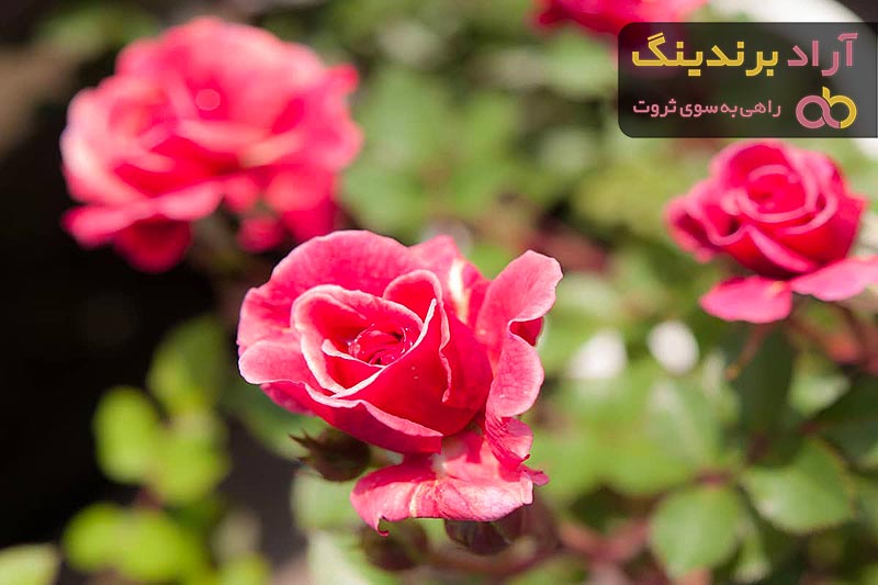 مرجع قیمت انواع رز هلندی + خرید ارزان