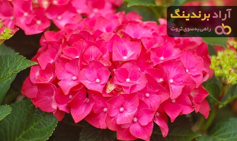قیمت خرید گل هورتانسیا صورتی + عکس