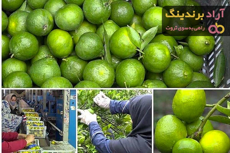 خرید نارنگی سبز | فروش انواع نارنگی سبز با قیمت مناسب