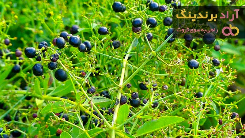 قیمت خرید گیاه دارویی روناس + خواص، معایب و مزایا