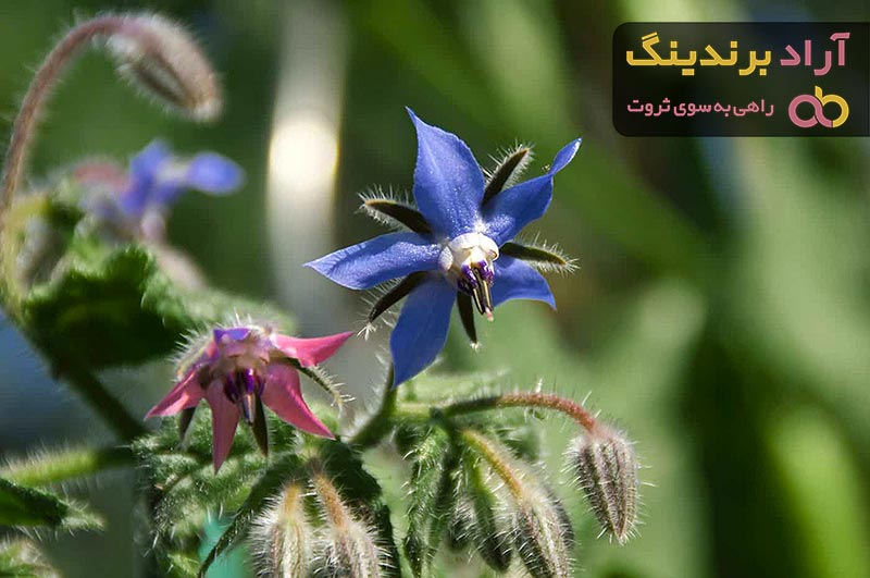 فواید گل گاوزبان وحشی | خرید با قیمت ارزان