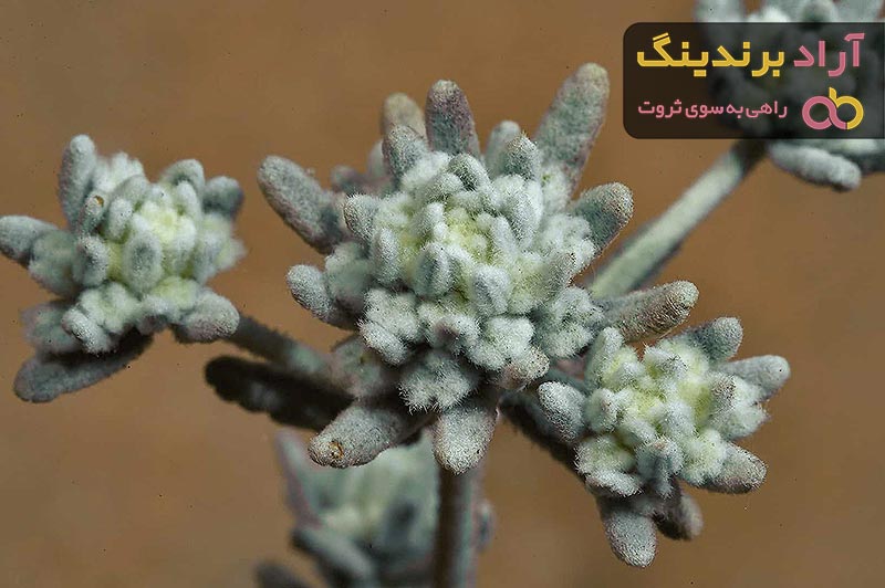 خرید انواع کلپوره نمدی گانه + قیمت