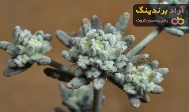 خرید انواع کلپوره نمدی گانه + قیمت