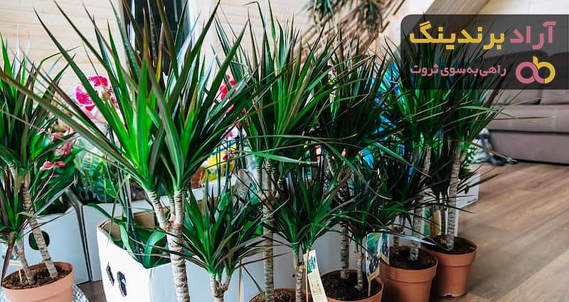 شرايط نگهداری از گل دراسنا و نکات مهم در پرورش آن