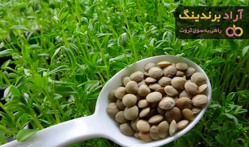 خرید عدس پلو | فروش انواع عدس پلو با قیمت مناسب