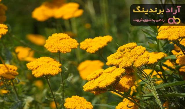 معرفی گیاه بومادران زرد + بهترین قیمت خرید