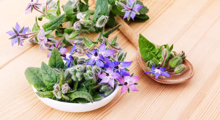 خرید باکیفیت ترین انواع گل گاوزبان با قیمت ارزان