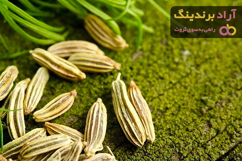 رازیانه ارگانیک | فروشندگان قیمت مناسب رازیانه ارگانیک