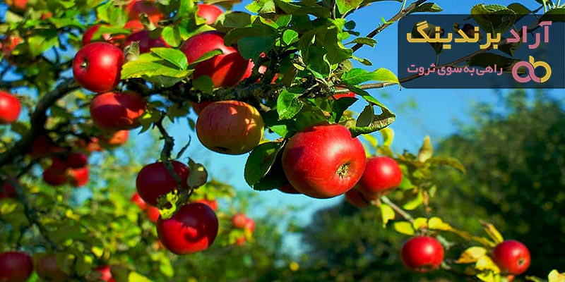 خرید بهترین انواع سیب با قیمت عالی