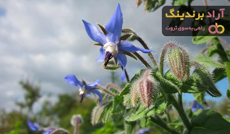 قیمت سنبل الطیب + خرید و فروش سنبل الطیب باکیفیت عمده