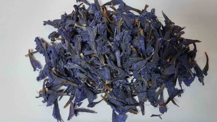 معرفی انواع گل گاوزبان زینتی + قیمت خرید