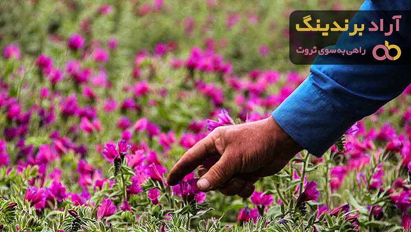 قیمت خرید دمنوش گل گاوزبان + طرز تهیه