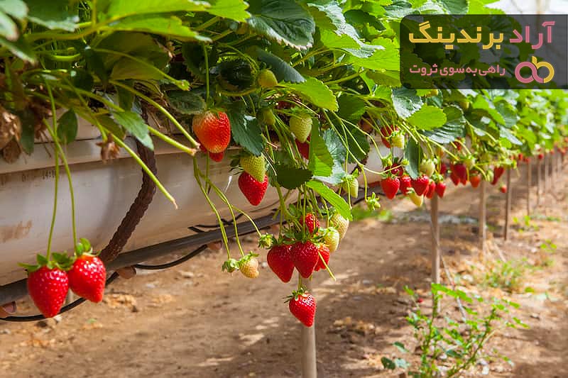 قیمت خرید گیاه توت فرنگی وحشی + راهنمای استفاده